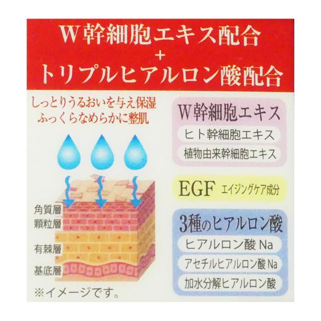 ヒト幹説明画像