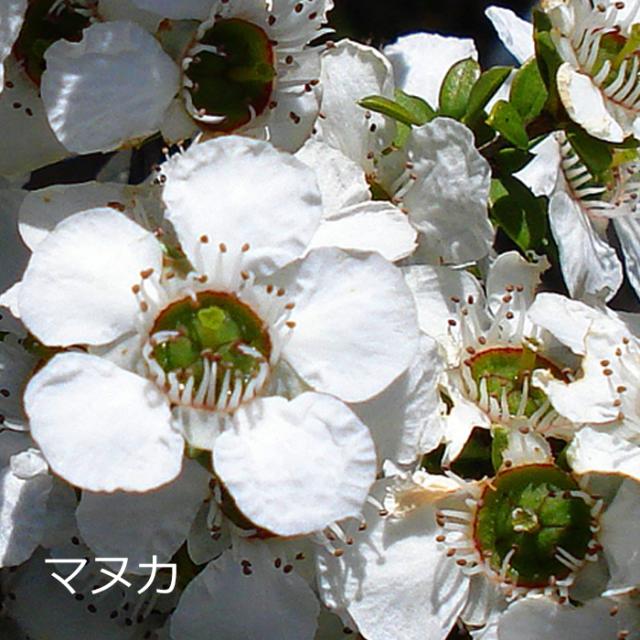 モソップ マヌカハニー (2.5kg) 低温濾過 自然粒状化製法 　家庭用にも業務用にも、ゆとりのサイズ　17時までのご注文で当日発送・年中無休　送料無料