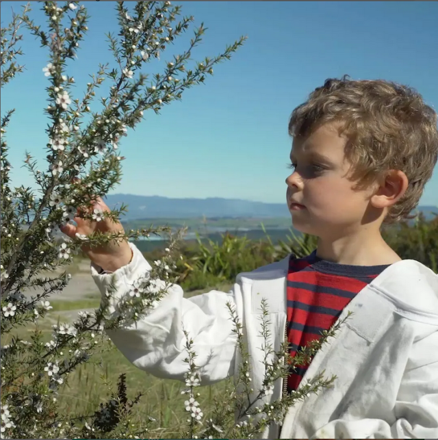 モソップ マヌカハニー (2.5kg) 低温濾過 自然粒状化製法 　家庭用にも業務用にも、ゆとりのサイズ　17時までのご注文で当日発送・年中無休　送料無料