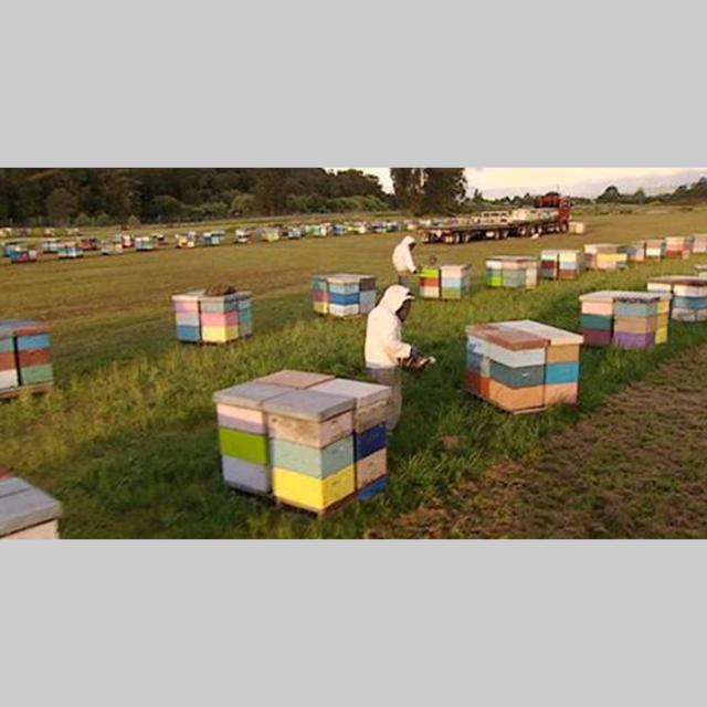 モソップ マヌカハニー (2.5kg) 低温濾過 自然粒状化製法 　家庭用にも業務用にも、ゆとりのサイズ　17時までのご注文で当日発送・年中無休　送料無料