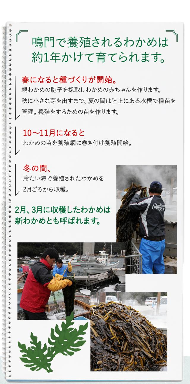 鳴門で養殖されるわかめは約１年かけて育てられます。