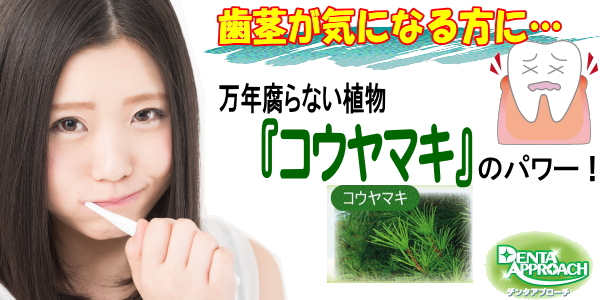 デンタアプローチ　コウヤマキ　歯磨きジェル　洗口液　マウスウオッシュ