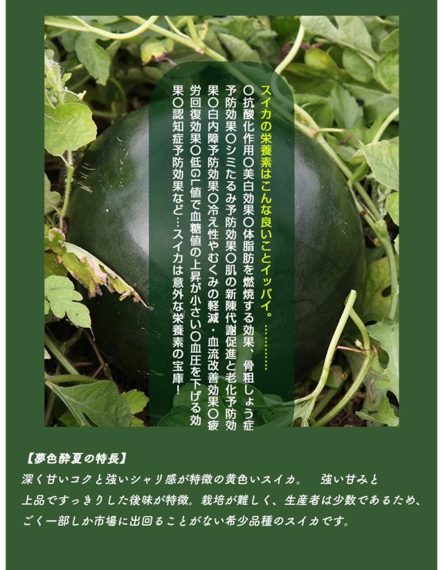 スイカ 日田スイカ 夢色酔夏 大玉 秀品 3L（約8〜9.5kg）種少 御中元 家庭用 プレゼント 贈答用 御祝 高級 贈り物 御中元 お取り寄せグルメ 日田西瓜 めざましテレビまいにちランキング１位 SNS映え 伊藤家の食卓