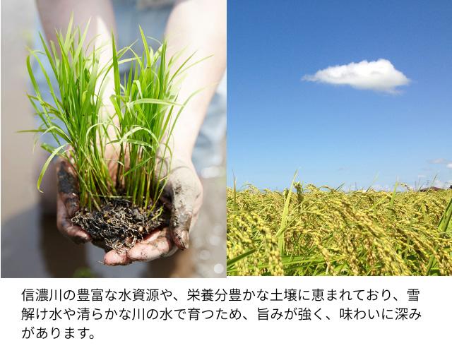 新潟県産コシヒカリ 産地イメージ