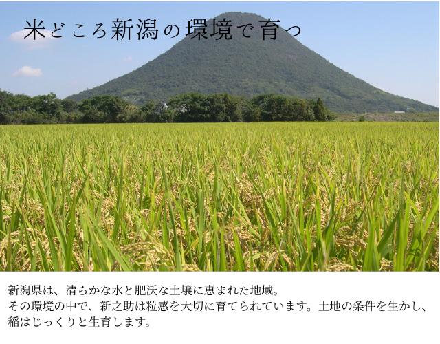 新潟県産 新之助 5kg