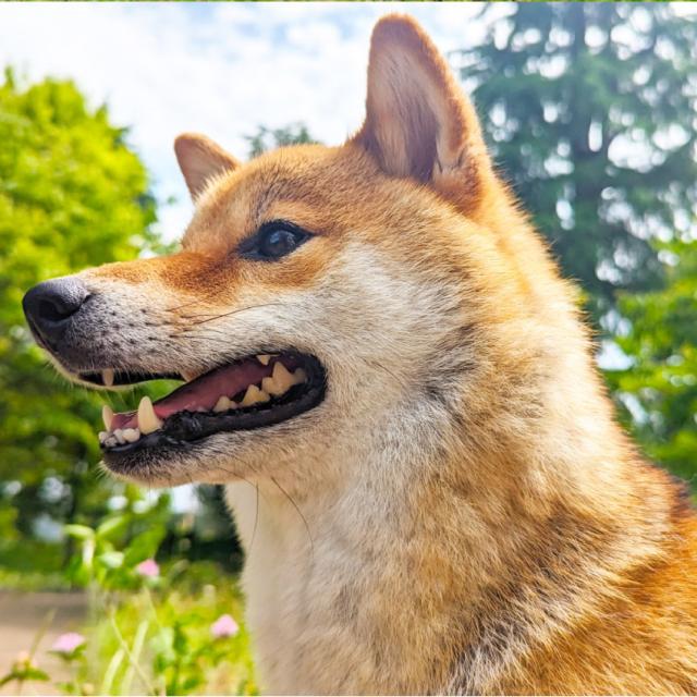 あしたも走ろっ