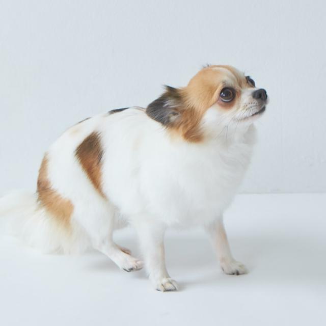 あしたも走ろっ