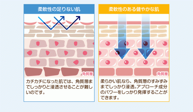 【柔軟性の足りない肌】カチカチになった肌では、角質層までしっかりと浸透させることが難しいのです。【柔軟性のある健やかな肌】柔らかい肌なら、角質層のすみずみまでしっかり浸透。アプローチ成分のパワーをしっかり発揮することができます。
