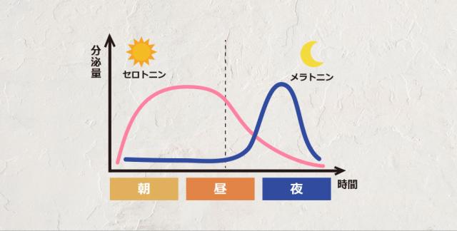セロトニンとメラトニン