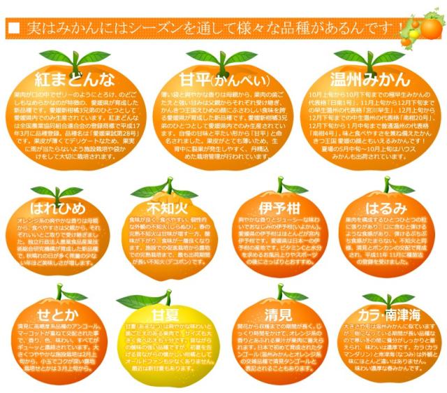 国産 みかん