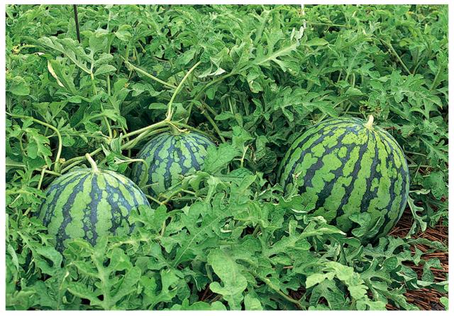 山形県産 UNAU 尾花沢すいか