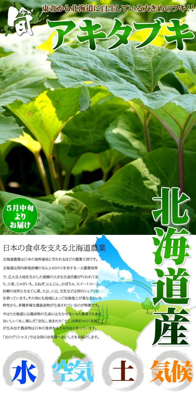 北海道産 山菜 アキタブキ