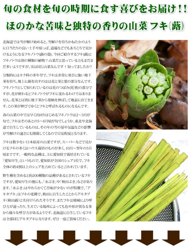 北海道産 山菜 アキタブキ