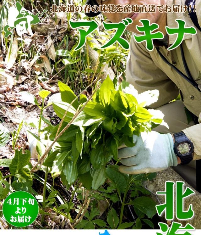 北海道産 山菜 アズキナ