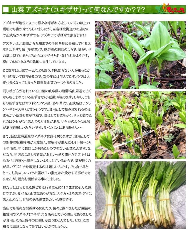 北海道産 山菜 アズキナ