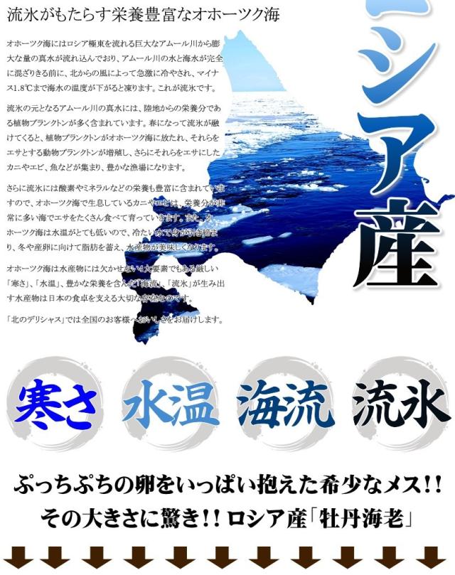 北海道 海老 ボタンエビ