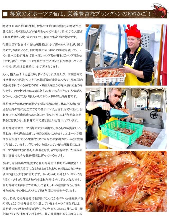 北海道 海老 ボタンエビ