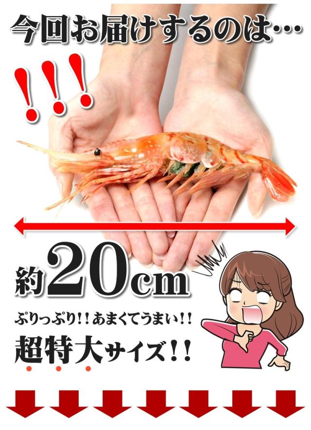 北海道 海老 ボタンエビ