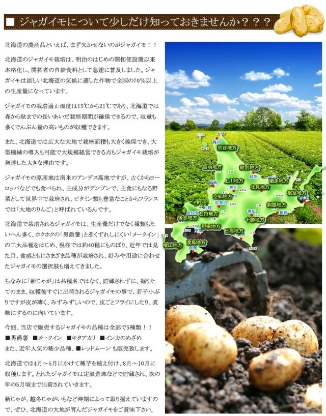 北海道産 じゃがいも 男爵薯
