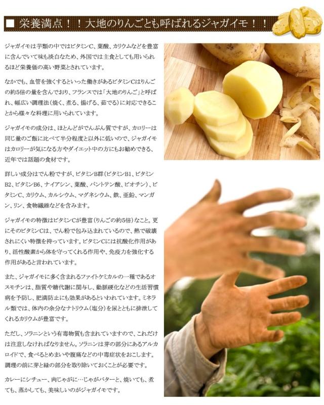 北海道産 じゃがいも 男爵薯