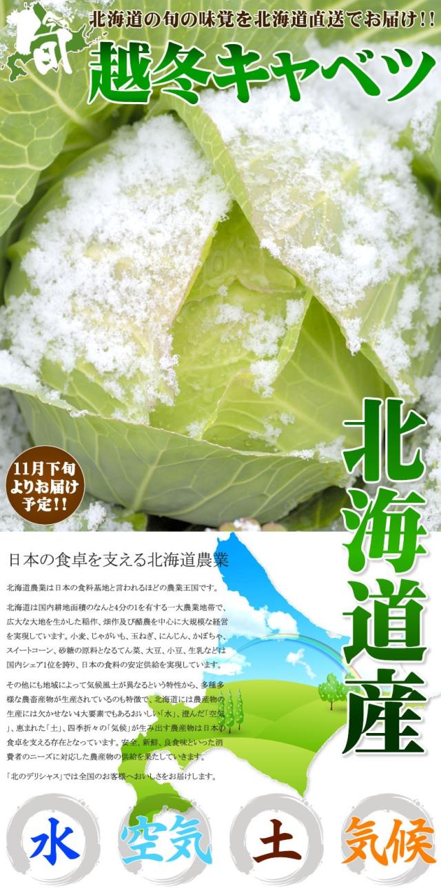 北海道産 キャベツ 越冬キャベツ