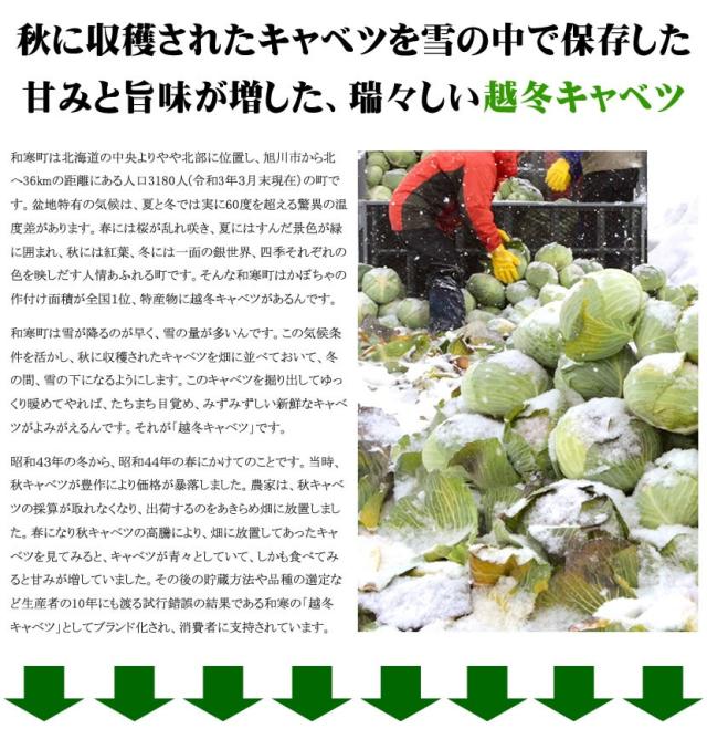 北海道産 キャベツ 越冬キャベツ