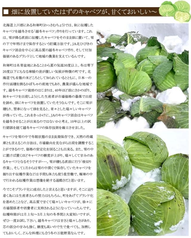 北海道産 キャベツ 越冬キャベツ
