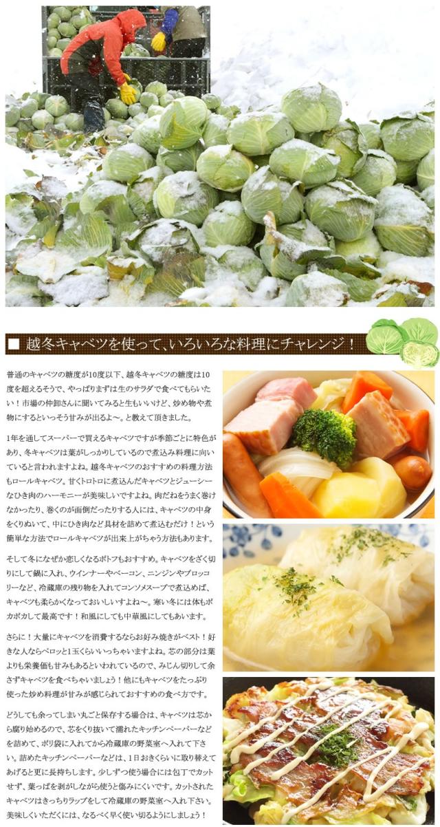 北海道産 キャベツ 越冬キャベツ
