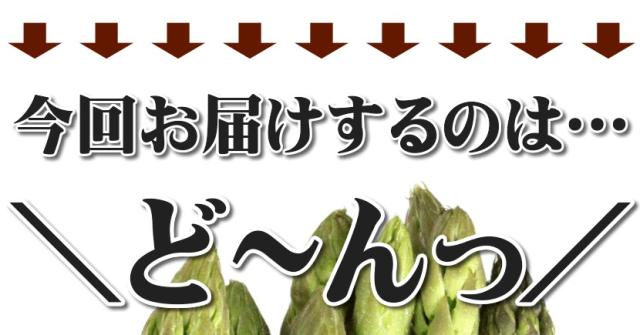 北海道産 アスパラガス グリーンアスパラ