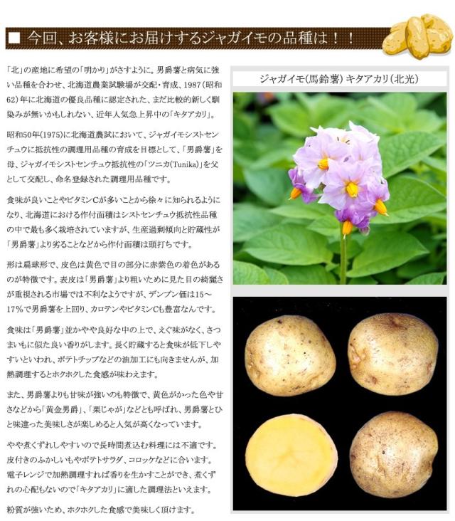 北海道産 じゃがいも キタアカリ
