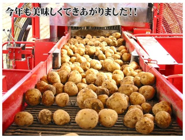 北海道産 じゃがいも メークイン
