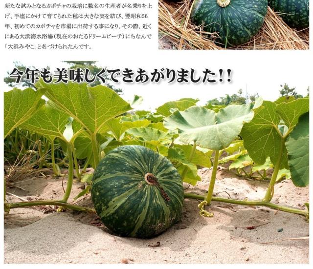 北海道産 かぼちゃ 大浜みやこ
