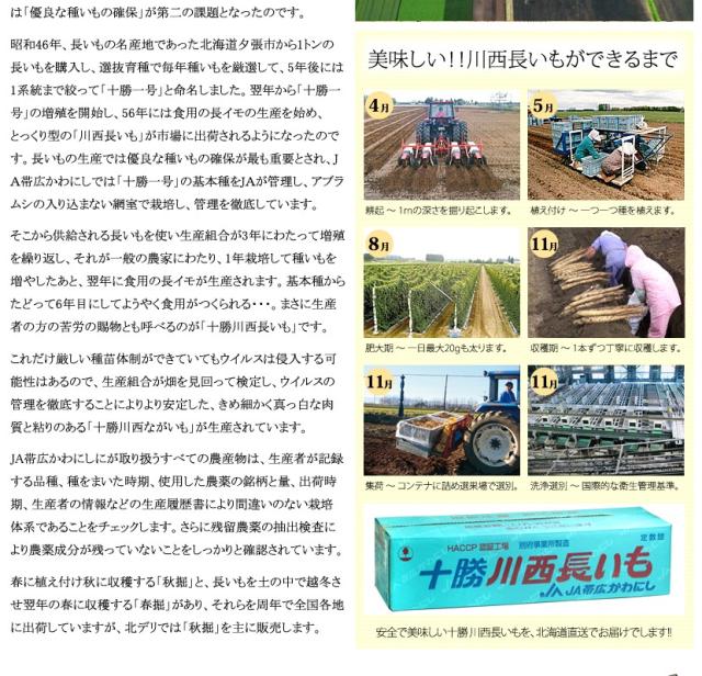 北海道産 野菜 長薯