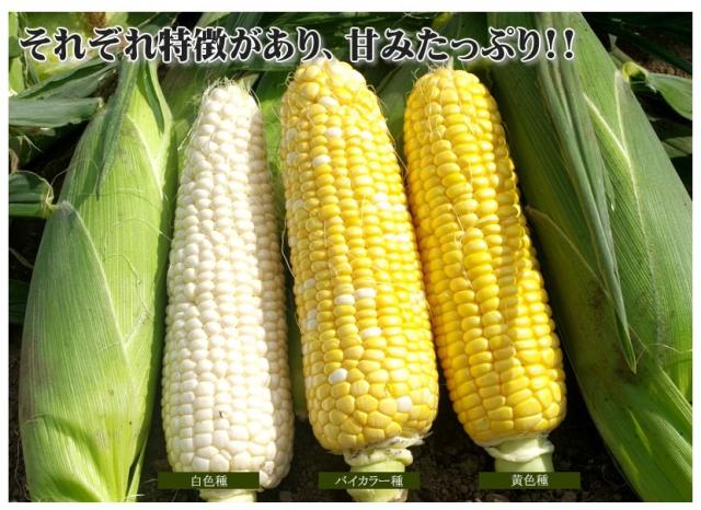 北海道産とうもろこし ゴールドラッシュ