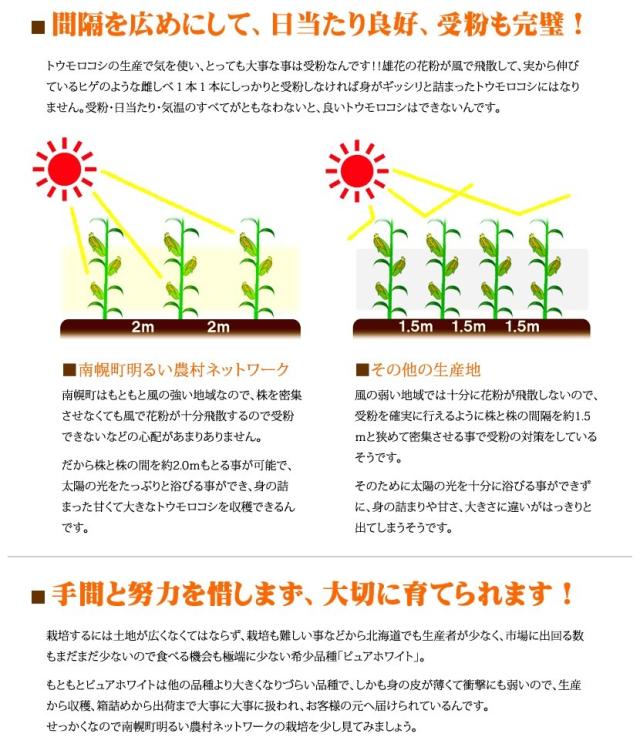 北海道産 南幌町とうもろこし 食べ比べ