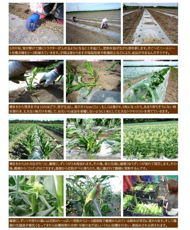 北海道産 南幌町とうもろこし ピュアホワイト