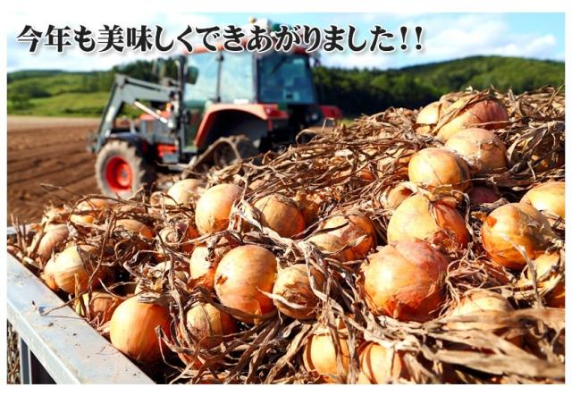 北海道産 野菜 札幌黄