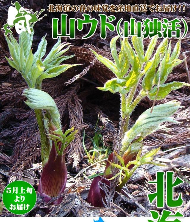 北海道産 山菜 山うど