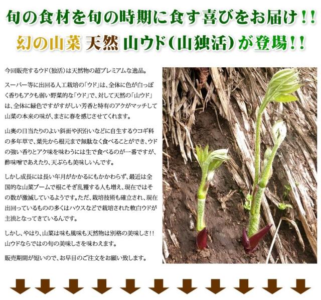北海道産 山菜 山うど