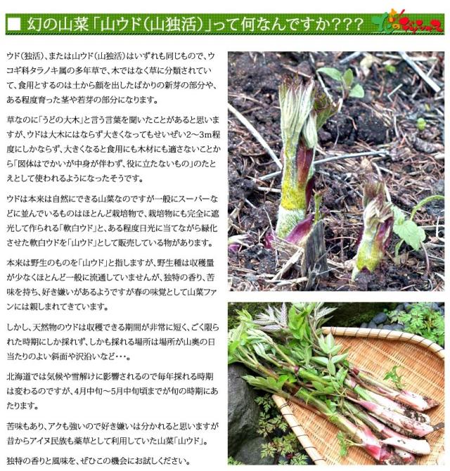 北海道産 山菜 山うど