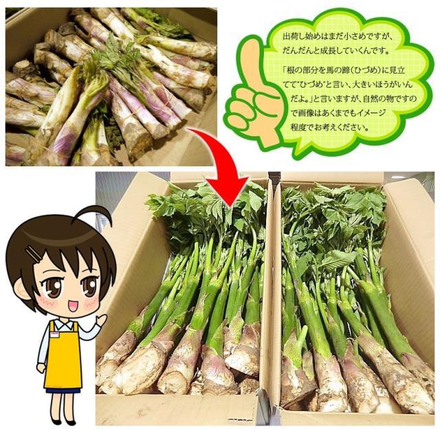 北海道産 山菜 山うど
