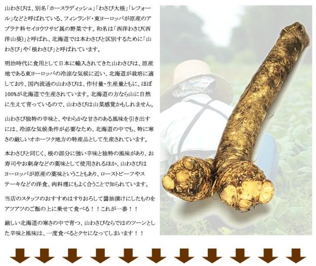 北海道産 山菜 山わさび