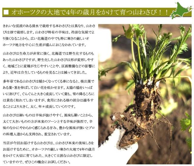 北海道産 山菜 山わさび