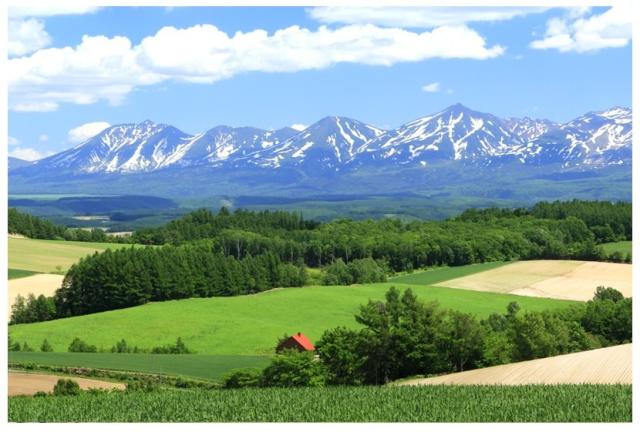 北海道産 富良野メロン