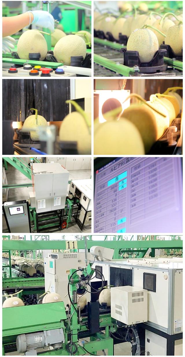 北海道産 らいでんメロン