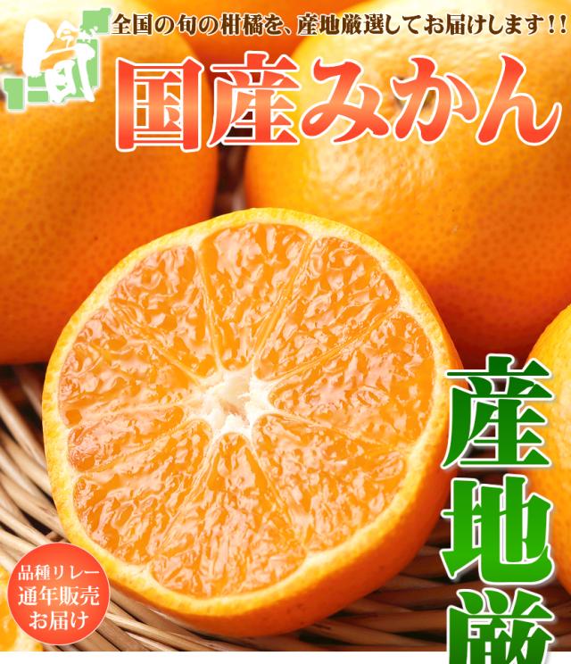 国産 みかん