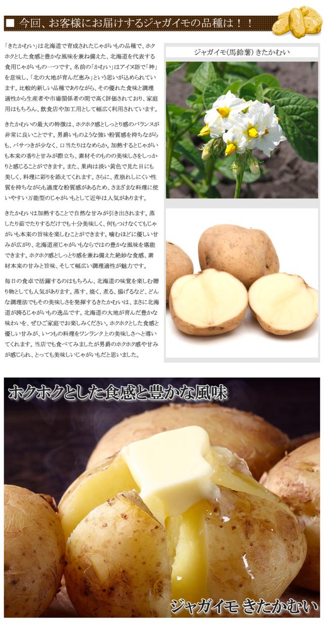 北海道産 じゃがいも きたかむい