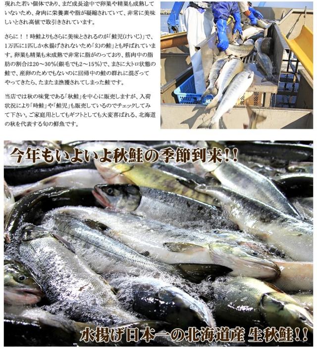 北海道 生秋鮭