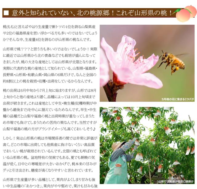 山形県産 白桃