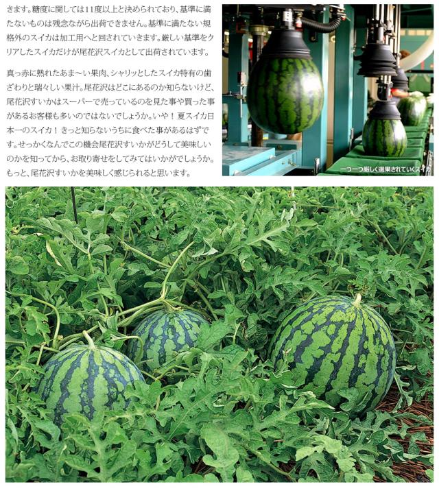 山形県産 尾花沢すいか